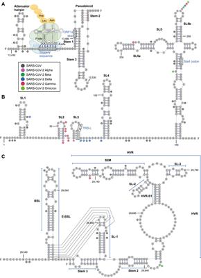 Inhibition of SARS-CoV-2 by Targeting Conserved Viral RNA Structures and Sequences